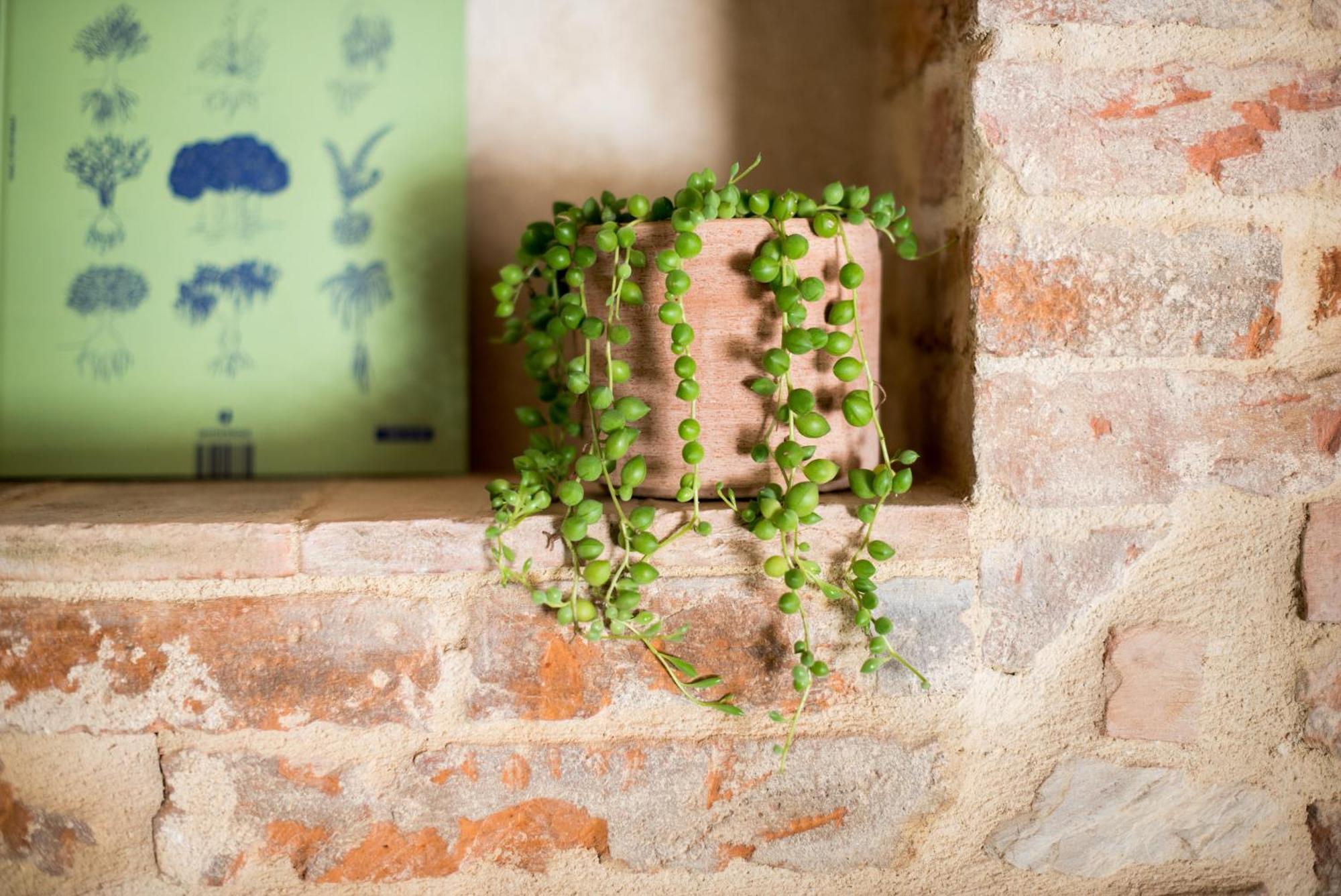 Agriturismo Casalino18 Tognazza المظهر الخارجي الصورة
